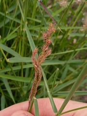 Melinis repens