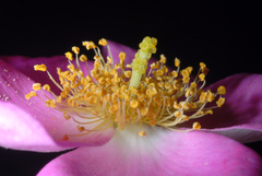 Rosa setigera