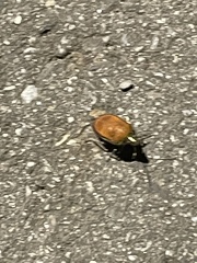 Poecilocoris druraei