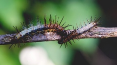 Actinote thalia pyrrha