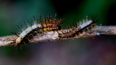 Actinote thalia pyrrha