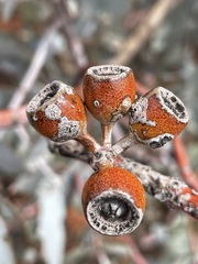 Eucalyptus wyolensis