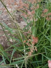 Melinis repens