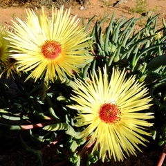 Cephalophyllum pillansii