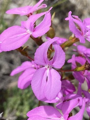 Stylidium macranthum