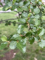 Nothofagus antarctica