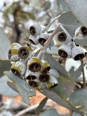 Eucalyptus wyolensis