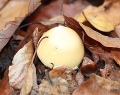 Amanita junquillea
