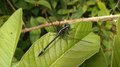 Neodythemis