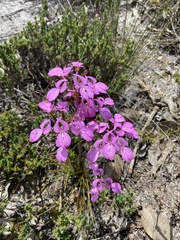 Stylidium macranthum