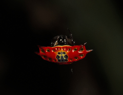 Gasteracantha quadrispinosa