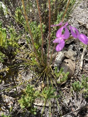 Stylidium macranthum