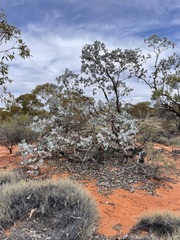 Eucalyptus wyolensis