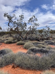 Eucalyptus wyolensis