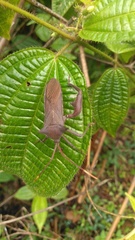 Anoplocnemis madagascariensis