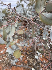 Eucalyptus wyolensis