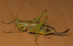 Austrosalomona destructor