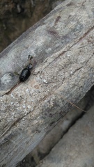 Blaberidae