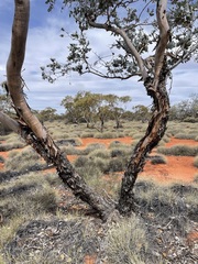 Eucalyptus wyolensis