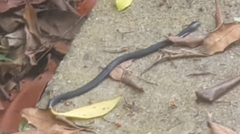 Naja sumatrana