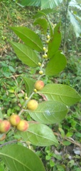 Image of Chaetocarpus africanus