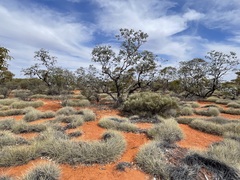 Eucalyptus wyolensis