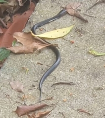 Naja sumatrana