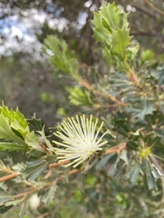 Banksia ilicifolia