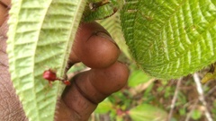 Trachelophorus