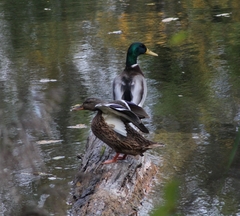 Anas platyrhynchos platyrhynchos