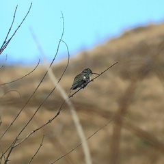 Heliomaster furcifer