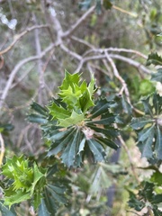 Banksia ilicifolia