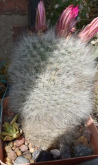 Mammillaria guelzowiana