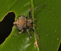 Araneus rotundulus