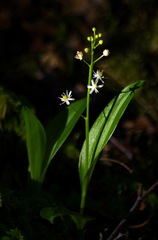 Maianthemum trifolium