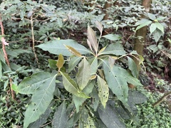 Ardisia cornudentata stenosepala