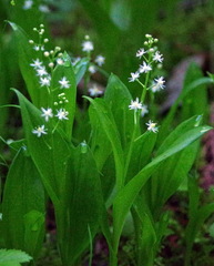 Maianthemum trifolium