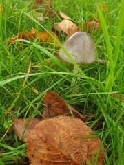 Leccinum variicolor