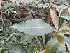 Ardisia cornudentata stenosepala