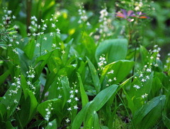 Maianthemum trifolium