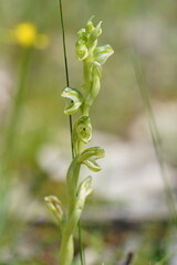 Pterostylis cycnocephala