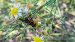 Palpada vinetorum