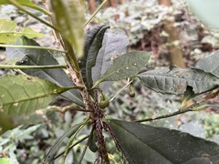 Ardisia cornudentata stenosepala