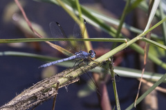 Hemistigma albipunctum