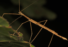 Sipyloidea larryi
