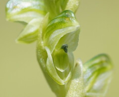 Pterostylis cycnocephala