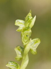 Pterostylis cycnocephala
