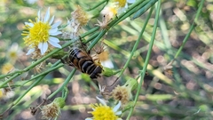 Palpada vinetorum