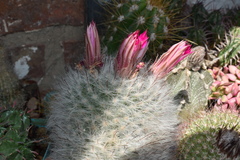Mammillaria guelzowiana