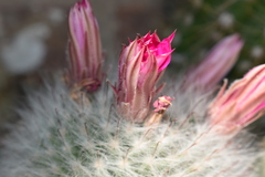 Mammillaria guelzowiana
